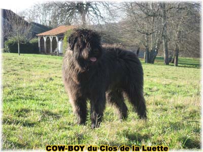 le bouvier des flandres et le cheval - Elevage du CLOS DE LA LUETTE - COPYRIGHT DEPOSE